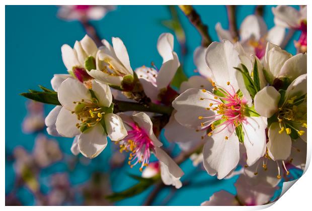Almond Blossom Print by Wight Landscapes