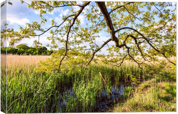 Afton Marsh Canvas Print by Wight Landscapes