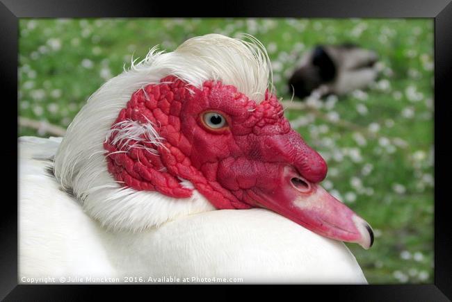 Muscovy in the Sun Framed Print by Julie Munckton