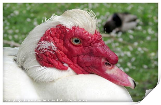 Muscovy in the Sun Print by Julie Munckton