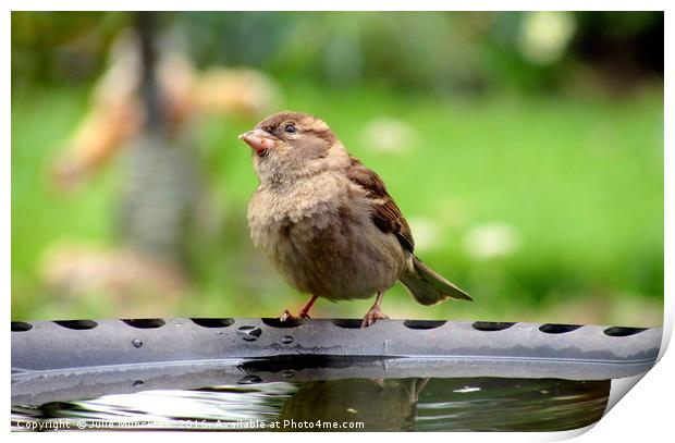 Wistful Sparrow Print by Julie Munckton