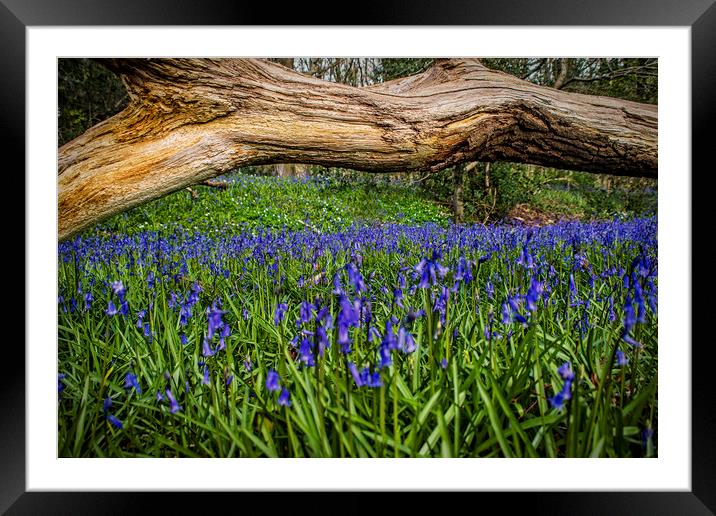 blue bells, Framed Mounted Print by Andrew chittock