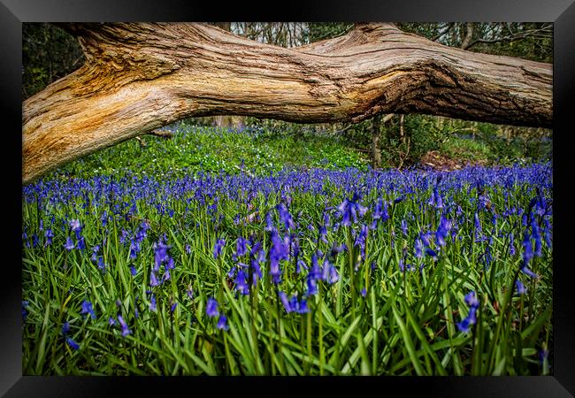 blue bells, Framed Print by Andrew chittock