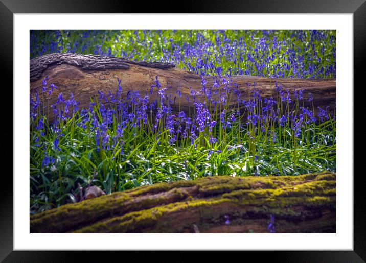 blue bells. Framed Mounted Print by Andrew chittock
