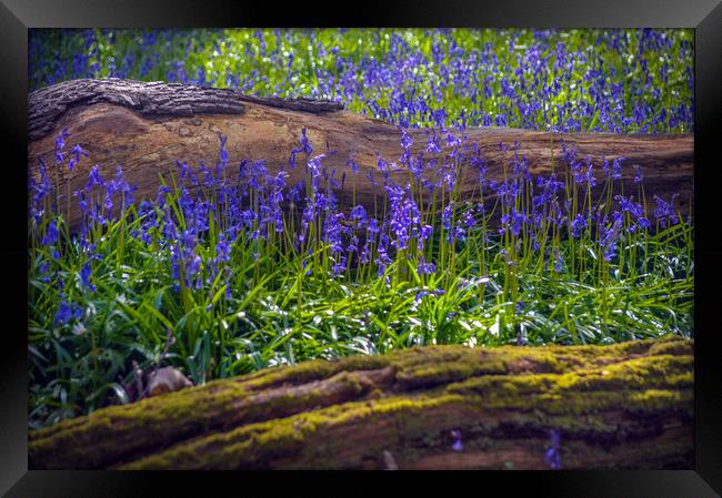 blue bells. Framed Print by Andrew chittock