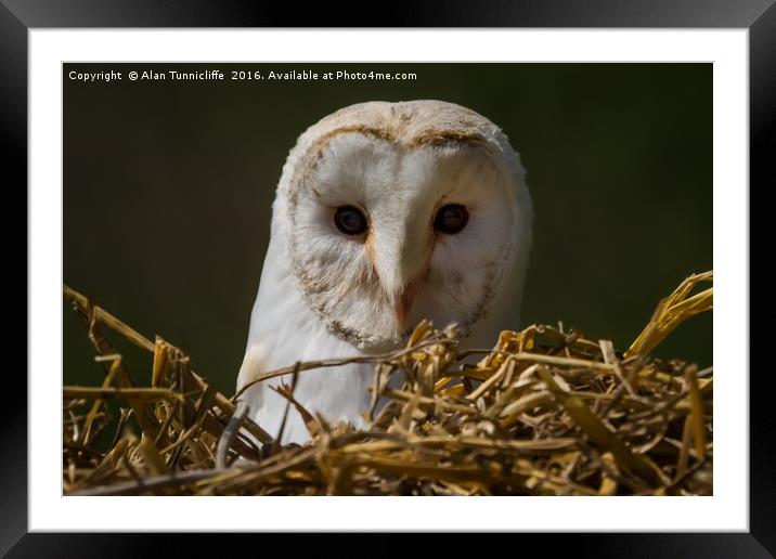 Barn Owl Framed Mounted Print by Alan Tunnicliffe