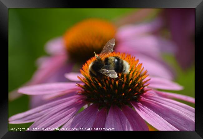 Bee on PInk Flower Framed Print by Sarah Hawksworth