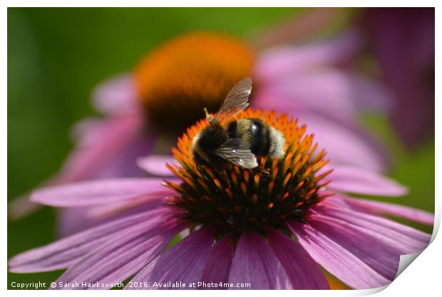 Bee on PInk Flower Print by Sarah Hawksworth