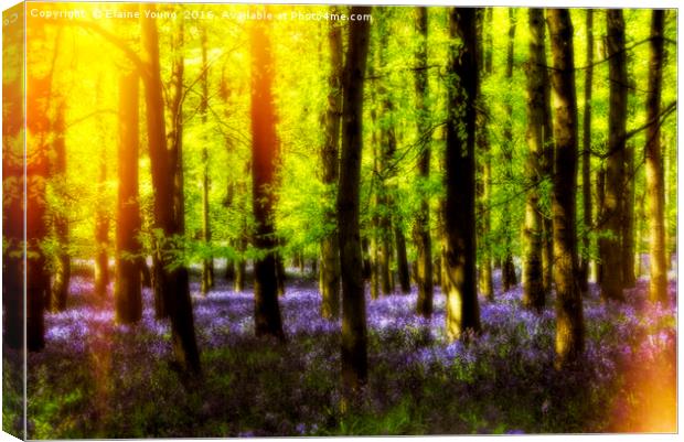 Sunkissed Bluebells Canvas Print by Elaine Young