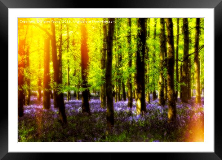 Sunkissed Bluebells Framed Mounted Print by Elaine Young