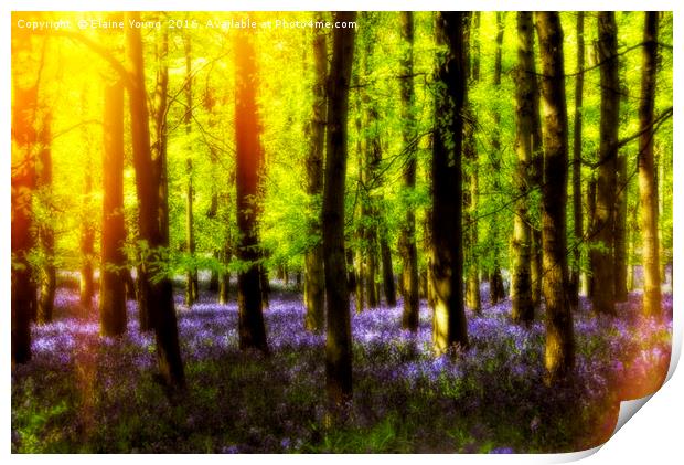 Sunkissed Bluebells Print by Elaine Young