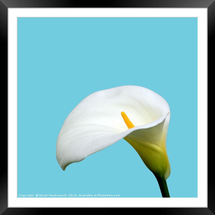 White Lilly Framed Mounted Print by Sarah Hawksworth