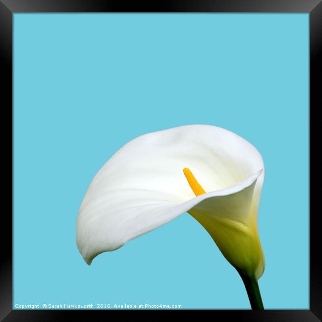 White Lilly Framed Print by Sarah Hawksworth