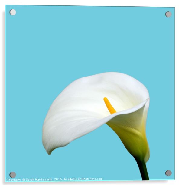 White Lilly Acrylic by Sarah Hawksworth