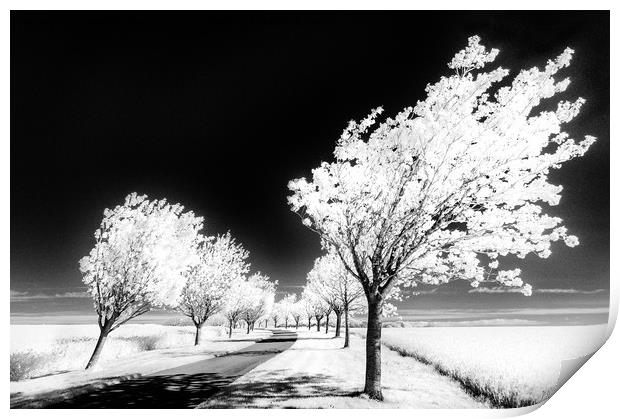 Cherry Tree Grove, Wolds Way Print by Janet Burdon