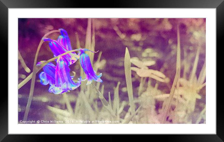 Springtime Blues Framed Mounted Print by Chris Williams