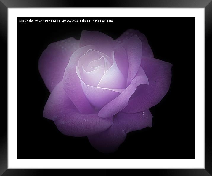 Midnight Rose Framed Mounted Print by Christine Lake