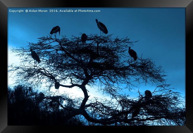 Marabou Stork, Ethiopia, Africa Framed Print by Aidan Moran