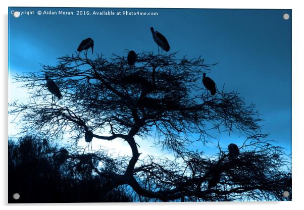 Marabou Stork, Ethiopia, Africa Acrylic by Aidan Moran