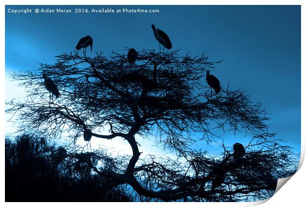 Marabou Stork, Ethiopia, Africa Print by Aidan Moran