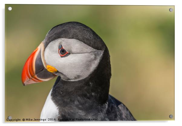 Portrait of a Puffin Acrylic by Mike Jennings