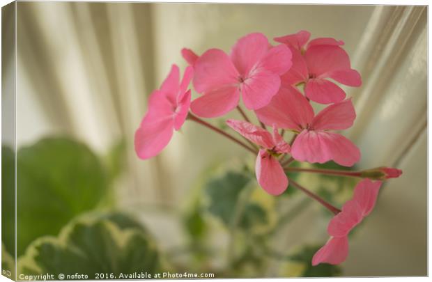 Pink Geranium Canvas Print by nofoto 