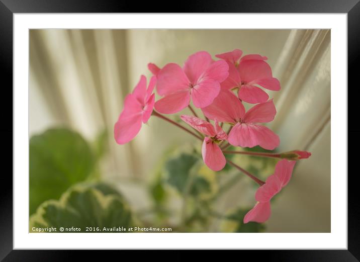 Pink Geranium Framed Mounted Print by nofoto 