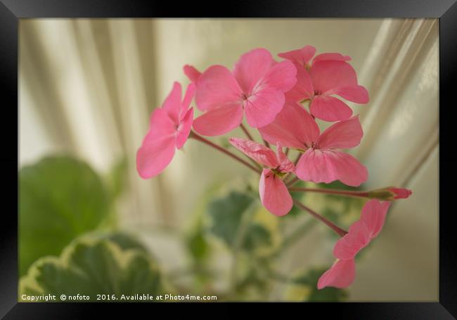 Pink Geranium Framed Print by nofoto 
