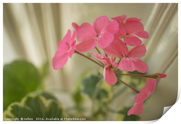 Pink Geranium Print by nofoto 