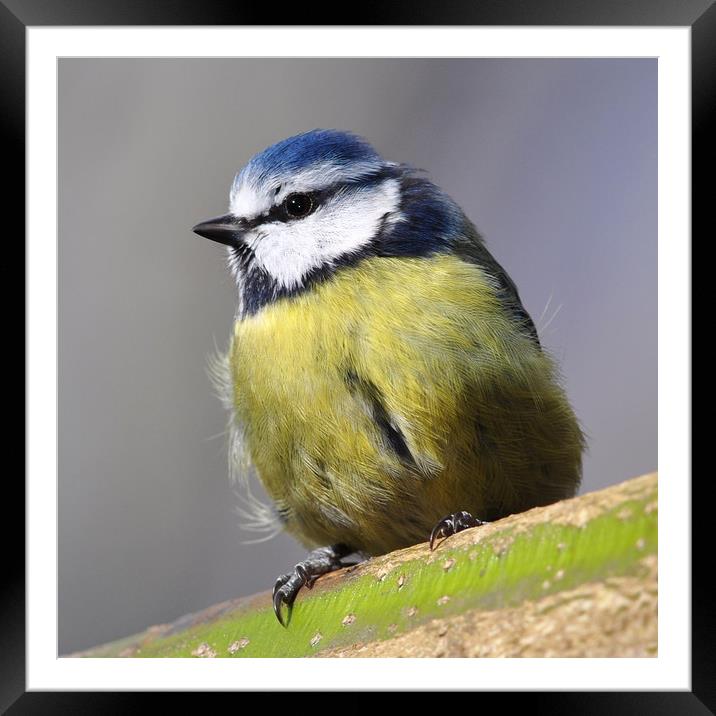 Blue Tit Framed Mounted Print by Macrae Images