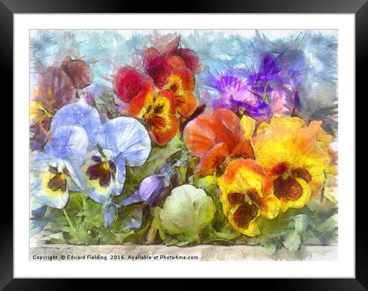 Flower Box Full of Pansy Pencil Framed Mounted Print by Edward Fielding