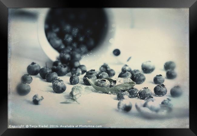 Blueberries in Design Framed Print by Tanja Riedel
