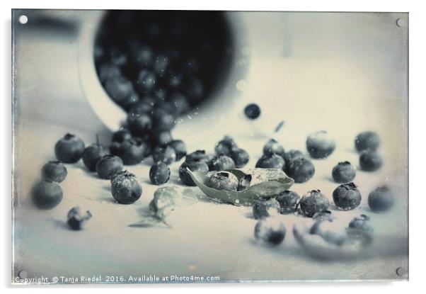 Blueberries in Design Acrylic by Tanja Riedel