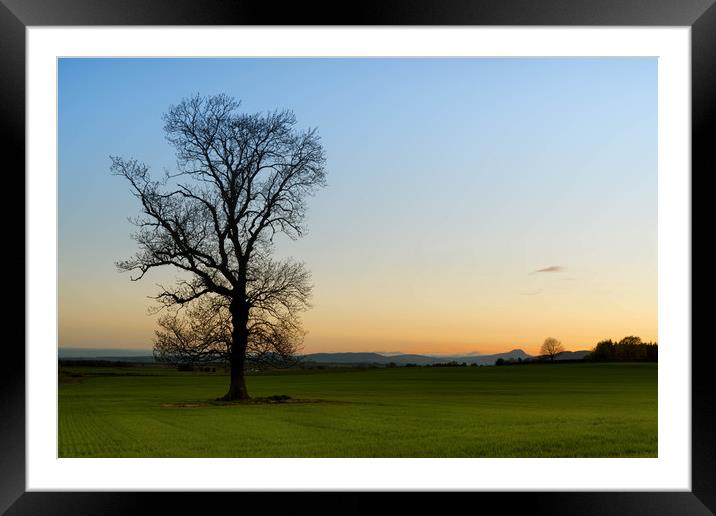 Lone Tree Framed Mounted Print by Mike Stephen