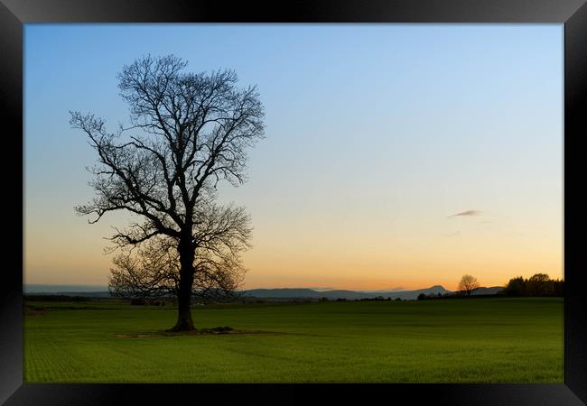 Lone Tree Framed Print by Mike Stephen