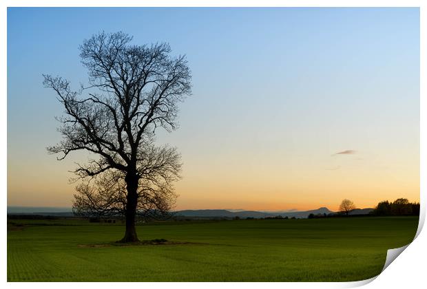 Lone Tree Print by Mike Stephen