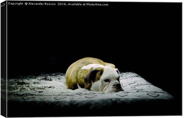 Sleeping Dog Canvas Print by Alexander Roscow