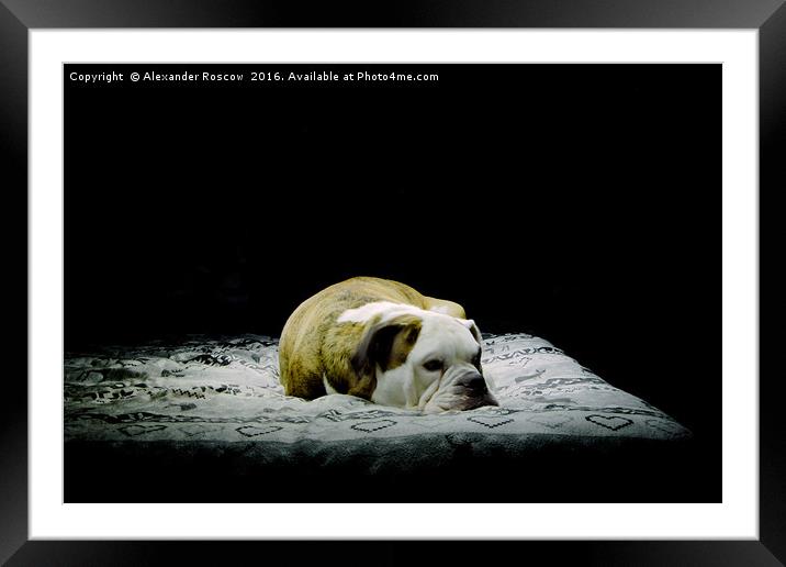 Sleeping Dog Framed Mounted Print by Alexander Roscow