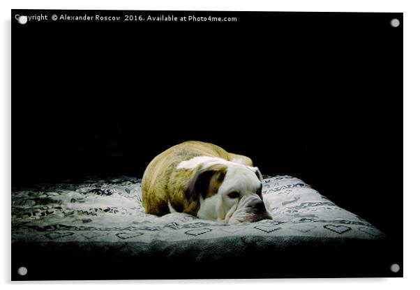 Sleeping Dog Acrylic by Alexander Roscow