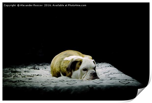 Sleeping Dog Print by Alexander Roscow