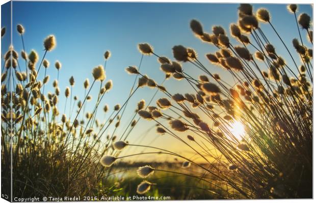 Cotton grass in evening light  Canvas Print by Tanja Riedel