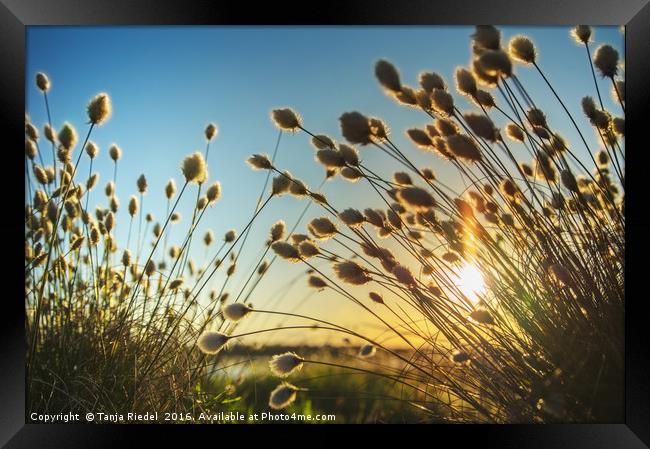 Cotton grass in evening light  Framed Print by Tanja Riedel