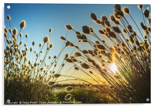 Cotton grass in evening light  Acrylic by Tanja Riedel