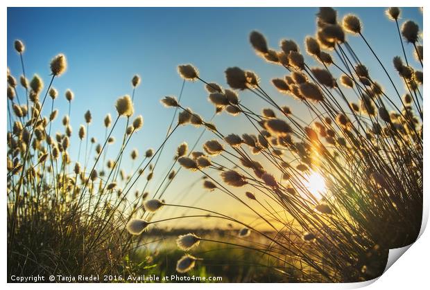 Cotton grass in evening light  Print by Tanja Riedel