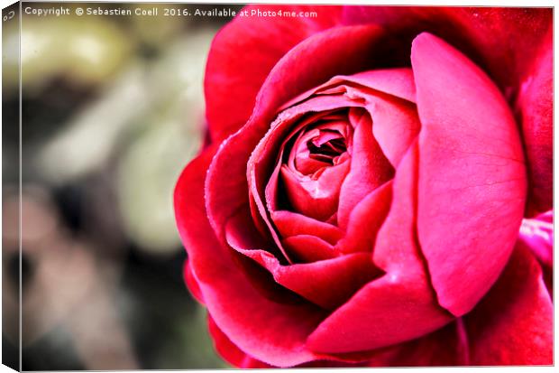 Red Rose Canvas Print by Sebastien Coell