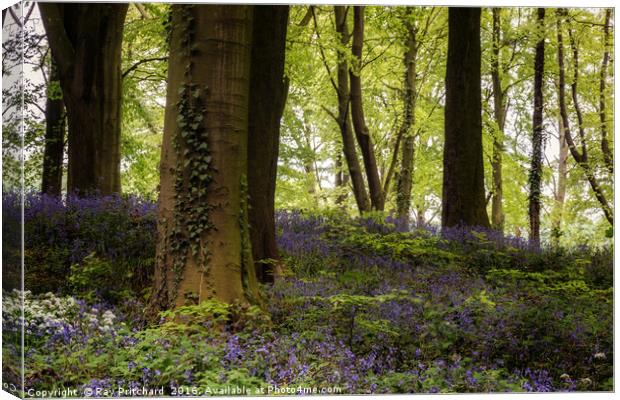 Bluebell Woods Canvas Print by Ray Pritchard