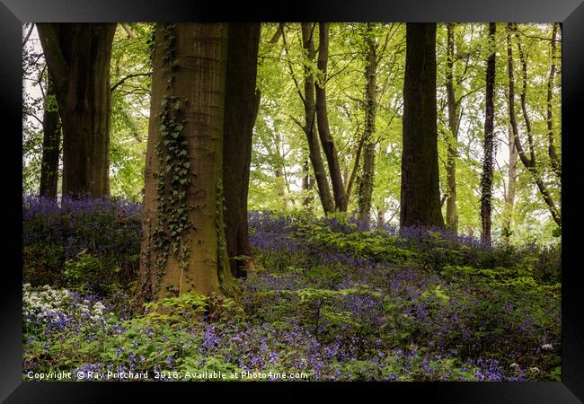 Bluebell Woods Framed Print by Ray Pritchard