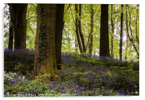 Bluebell Woods Acrylic by Ray Pritchard