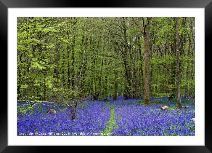 Path through the bluebells Framed Mounted Print by Craig Williams