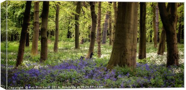 Bluebells Canvas Print by Ray Pritchard